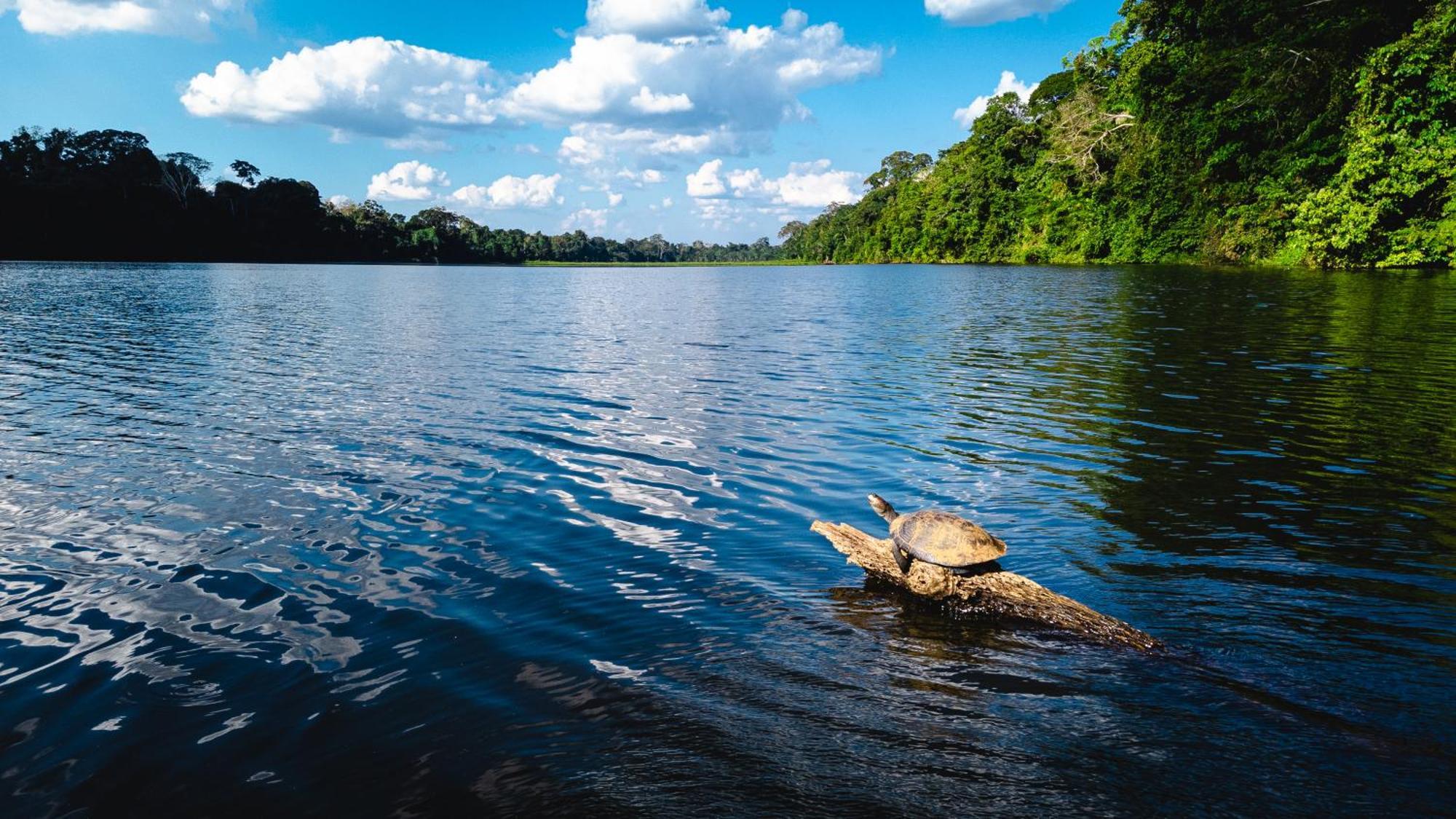 Tres Chimbadas Lake Lodge Tambopata Kültér fotó